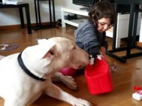 跨境电商宠物类产品卖家为何要布局英国海外仓?