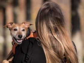 宠物类用品适合英国海外仓一件代发吗?